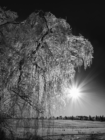 Ice Covered Willow