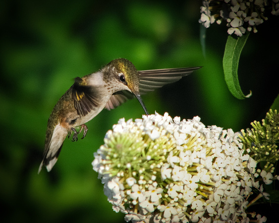 Hummingbird (Side View)